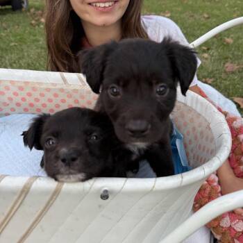 Batter Up Betty -  Flat Coated Retriever and Black Labrador Retriever Dog for Adoption in New Orleans, Louisiana - Batter Up Betty | PetCurious