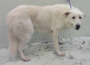 Great Pyrenees and Mixed Breed Dogs Available for Adoption in Houston, Texas - YOKI | PetCurious