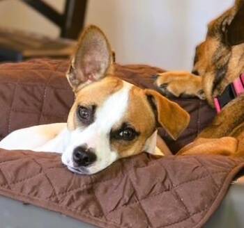 Tater Tot -  Rat Terrier Dog for Adoption in Tracy, California - Tater Tot | PetCurious