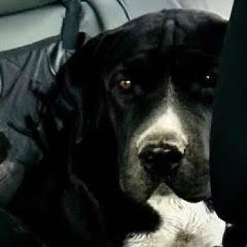 Rescue Shar Pei and American Staffordshire Terrier Dogs for Adoption in Green Valley, Arizona - Willow | PetCurious