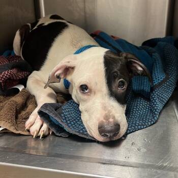 Mister -  Mixed Breed Dog for Adoption in Chattanooga, Tennessee - Mister | PetCurious