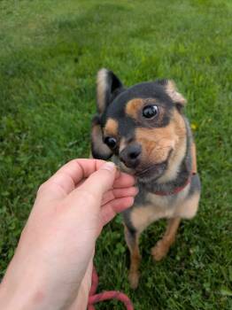 Princess (Mini) -  Miniature Pinscher and Chihuahua Dog for Adoption in Vaudreuil-dorion, Quebec - Princess (Mini) | PetCurious