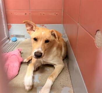 SAM -  Golden Retriever and Siberian Husky Dog for Adoption in Houston, Texas - SAM | PetCurious