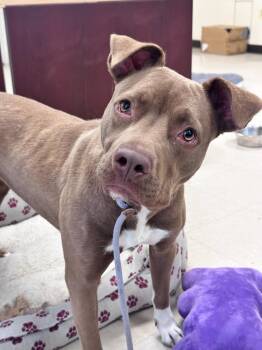Bella -  Pit Bull Terrier Dog for Adoption in Clayton, New Jersey - Bella | PetCurious