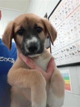 Labrador Retriever and Mixed Breed Dogs Available for Adoption in Corpus Christi, Texas - TEXAS | PetCurious