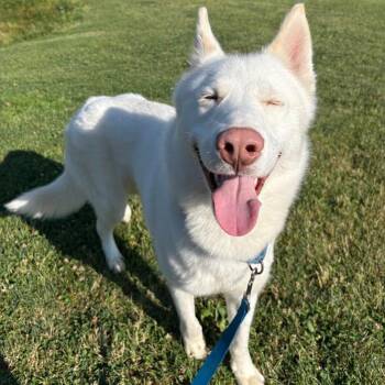 Merton -  Husky Dog for Adoption in Pittsburgh, Pennsylvania - Merton | PetCurious