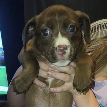Colada -  Pit Bull Terrier Dog for Adoption in East St. Louis, Illinois - Colada | PetCurious