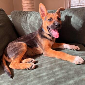 Frappe -  Mixed Breed Dog for Adoption in Buffalo, Minnesota - Frappe | PetCurious