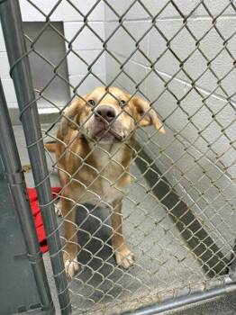 BENSON -  Labrador Retriever and Mixed Breed Dog for Adoption - BENSON | PetCurious