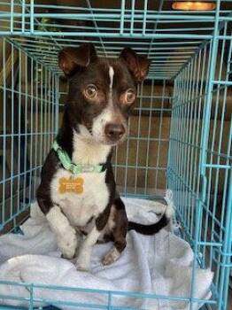 Tenold -  Chihuahua and Terrier Dog for Adoption in Bothell, Washington - Tenold | PetCurious