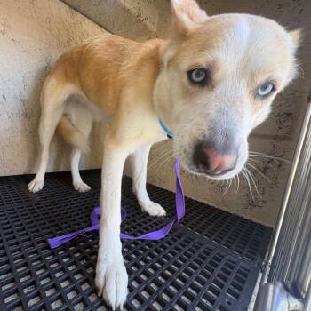 IVHS-Stray-143934 -  Husky and Shepherd Dog for Adoption in San Gabriel, California - IVHS-Stray-143934 | PetCurious