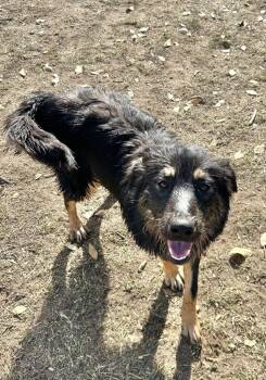 Rescue Retriever and Shepherd Dogs for Adoption in Fort Lupton, Colorado - Shelly Jungle Love | PetCurious