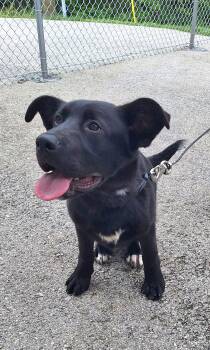 German Shepherd Dog Dogs Available for Adoption in Clay City, Kentucky - Owen | PetCurious