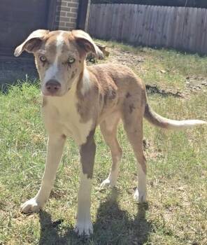 Bossanova -  Australian Shepherd Dog for Adoption in Manchester, Connecticut - Bossanova | PetCurious