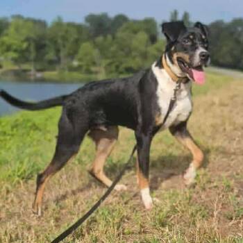 Rescue Mixed Breed Dogs for Adoption in Perryville, Arkansas - Woody | PetCurious