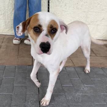 Rescue Mixed Breed and Hound Dogs for Adoption in Williston, Florida - Beverly | PetCurious