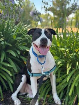 American Bulldog and American Staffordshire Terrier Dogs Available for Adoption - Kai | PetCurious