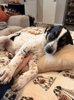 Princess Leia -  Mixed Breed Dog for Adoption in Waunakee, Wisconsin - Princess Leia | PetCurious