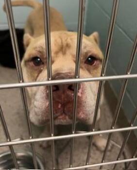 Pilot -  Fox Terrier and Mixed Breed Dog for Adoption in Fishers, Indiana - Pilot | PetCurious