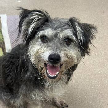 Dani A5792754 -  Terrier and Mixed Breed Dog for Adoption in Los Angeles, California - Dani A5792754 | PetCurious