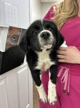 Aisago -  Terrier Dog for Adoption in Marietta, Georgia - Aisago | PetCurious