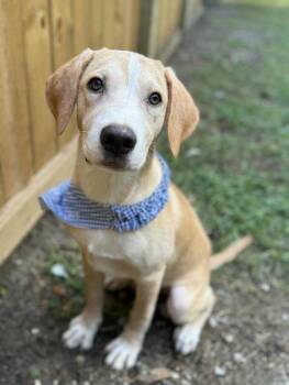 Rescue Mixed Breed Dogs for Adoption in Pass Christian, Mississippi - J.R. | PetCurious