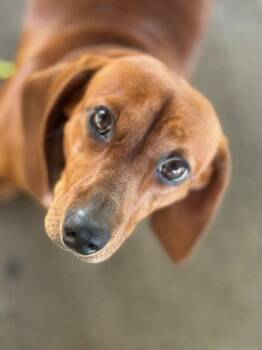 Penny -  Dachshund Dog for Adoption in Holland, Michigan - Penny | PetCurious