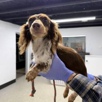Strawberry -  Dachshund Dog for Adoption in Blue Springs, Missouri - Strawberry | PetCurious