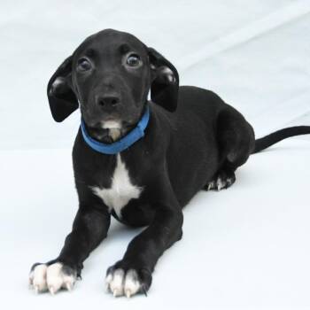 Kenner -  Black Labrador Retriever and Mixed Breed Dog for Adoption in South Elgin, Illinois - Kenner | PetCurious