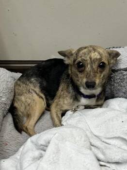 Shiloh -  Chihuahua and Mixed Breed Dog for Adoption in Palm Coast, Florida - Shiloh | PetCurious