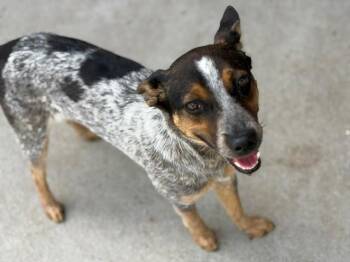 Australian Cattle Dog Blue Heeler and Mixed Breed Dogs Available for Adoption - SALLY | PetCurious