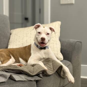 Vera -  Terrier Dog for Adoption in Cornelius, North Carolina - Vera | PetCurious