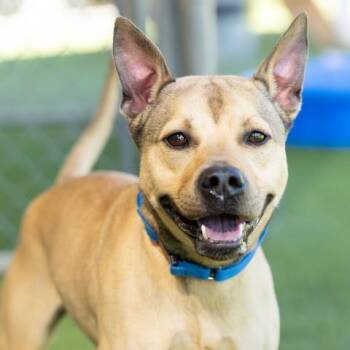 Rescue Pit Bull Terrier Dogs for Adoption in Camarillo, California - HUESO | PetCurious