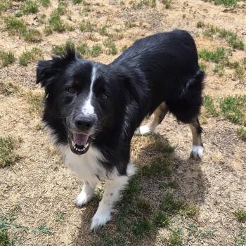 Oakley -  Border Collie Dog for Adoption in Andover, Massachusetts - Oakley | PetCurious