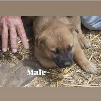 Shepherd and Mixed Breed Dogs Available for Adoption in Tacoma, Washington - PJ | PetCurious