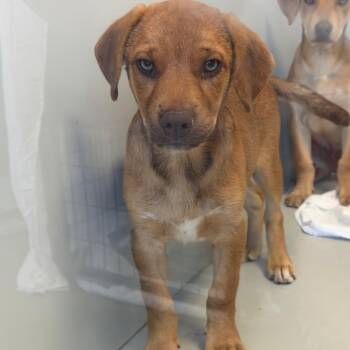 Biggs -  Labrador Retriever and Mixed Breed Dog for Adoption in Palm Springs, California - Biggs | PetCurious