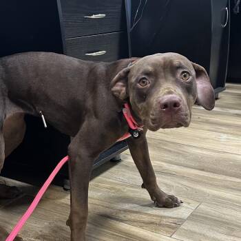 Royal -  Pit Bull Terrier Dog for Adoption in Newark, New Jersey - Royal | PetCurious