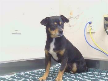 NEWTON -  Chihuahua and Mixed Breed Dog for Adoption in Sacramento, California - NEWTON | PetCurious