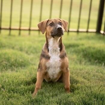 Daisy -  Hound Dog for Adoption in Charlotte, North Carolina - Daisy | PetCurious
