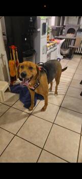 Labrador Retriever and Hound Dogs Available for Adoption - Trixie  | PetCurious