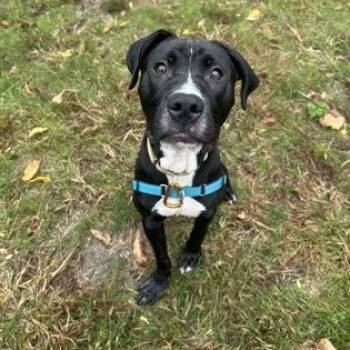 BeetleJuice -  Pit Bull Terrier Dog for Adoption in Worcester, Massachusetts - BeetleJuice | PetCurious