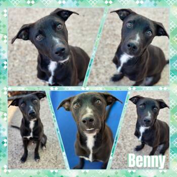 Rescue Black Labrador Retriever Dogs for Adoption in Fort Smith, Arkansas - Benny | PetCurious