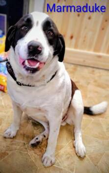 Great Pyrenees and Labrador Retriever Dogs Available for Adoption in Mena, Arkansas - Marmaduke | PetCurious