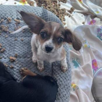 Chilli -  Chihuahua Dog for Adoption in Bentonville, Arkansas - Chilli | PetCurious