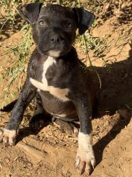 Rumble -  Pit Bull Terrier Dog for Adoption in Perris, California - Rumble | PetCurious