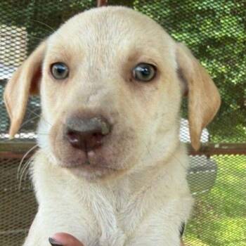 Ayla -  Mixed Breed Dog for Adoption in Allentown, Pennsylvania - Ayla | PetCurious