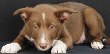 Waffle House -  German Shepherd Dog Dog for Adoption in Newland, North Carolina - Waffle House | PetCurious