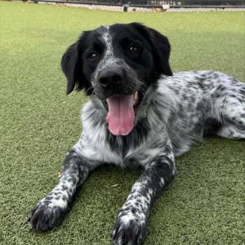 Whiskey -  English Setter and Basset Hound Dog for Adoption in Wichita, Kansas - Whiskey | PetCurious