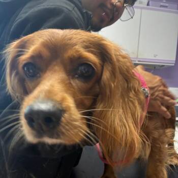 Gingy Jazz *BONDED WITH LUCKY LOGAN* -  Cocker Spaniel Dog for Adoption in Northbrook, Illinois - Gingy Jazz *BONDED WITH LUCKY LOGAN* | PetCurious