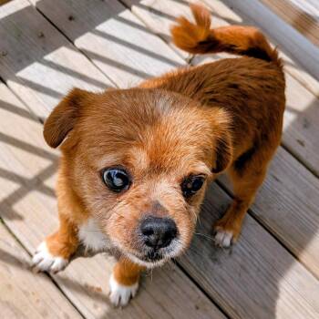 Chihuahua Dogs Available for Adoption in Houston, Texas - Munchin Mae | PetCurious